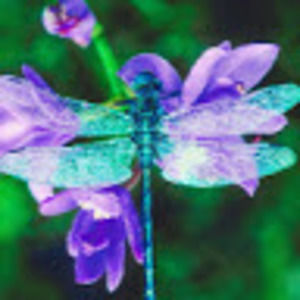 Meet your Posher, Steffani